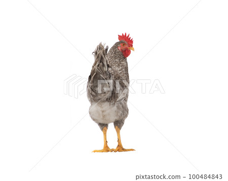 gray rooster isolated on white background 100484843
