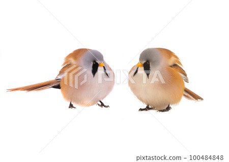 two bearded reedling  isolated on a white background 100484848