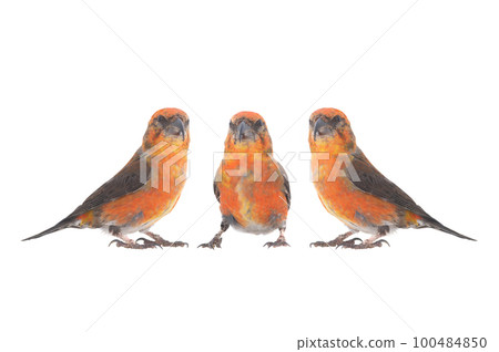 male red crossbills (loxia curvirostra) isolated on white background 100484850