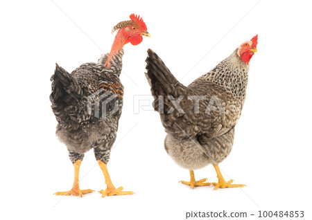 rooster and hen isolated on white background rooster and hen isolated on white background 100484853