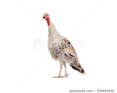 screaming female turkey isolated on white background 100484856