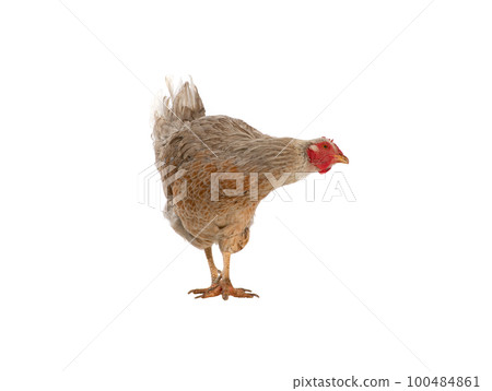 chicken isolated on white background 100484861