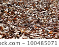 很多落在地上的枯葉 Fallen leaves 100485071