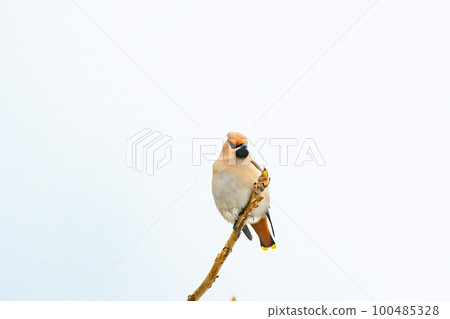 Kirenjak Yellow bird [winter bird] 100485328
