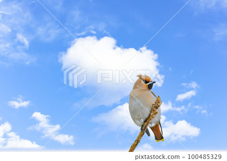 Kirenjak Yellow bird [winter bird] 100485329