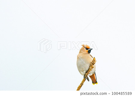 Kirenjak 黃鳥[冬鳥] 100485589