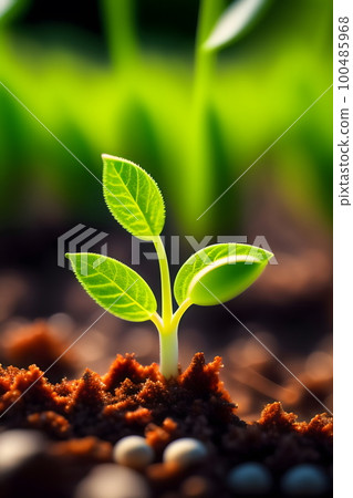 Birth of a small sprout sticking out of the ground 100485968
