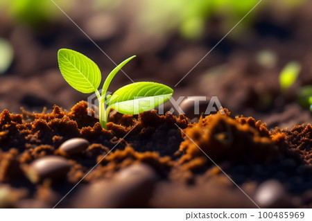 伸出地面的小新芽的誕生 100485969