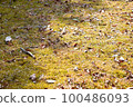 長滿苔蘚的地面，落葉 100486093