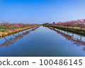 Kasamatsu Kawazu Sakura Road 100486145