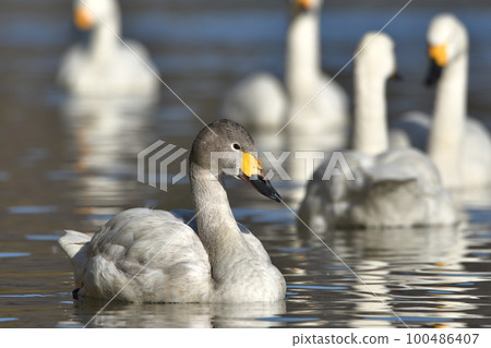 Swan Swan 100486407