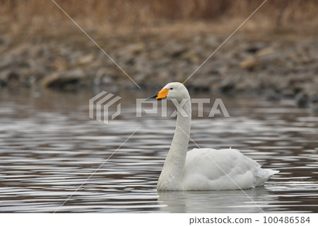 Swan 100486584