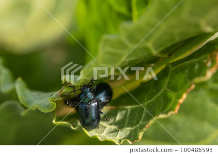 Little beetle　 100486593