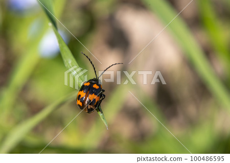 Itadori beetle 100486595