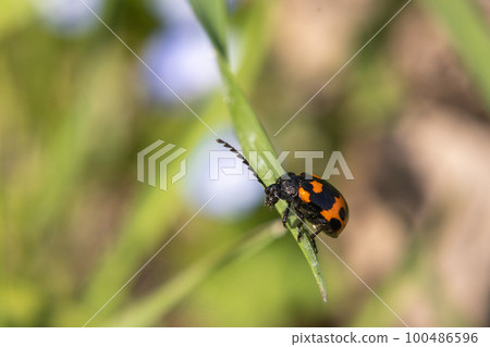 Itadori beetle 100486596