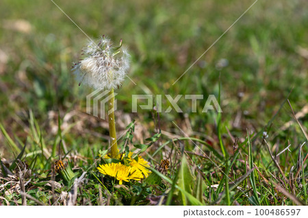 Dandelion flower and fluff 100486597