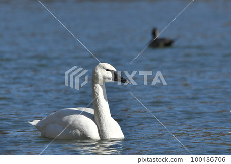 American swan swan American swan swan 100486706