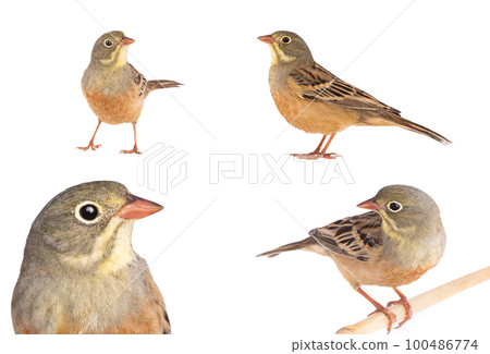 ortolan (Emberiza hortulana) isolated on a white background 100486774