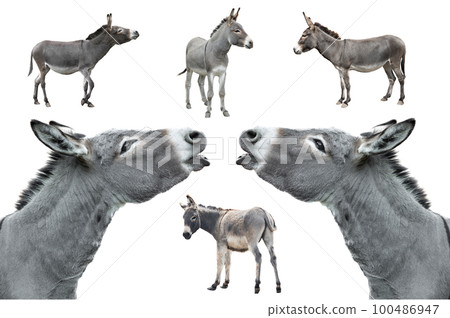 donkey isolated on white background donkey isolated on white background 100486947