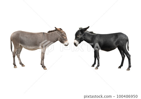 gray donkey and black donkey isolated on white background gray donkey and black donkey isolated on white background 100486950