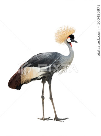 crowned crane isolated on white background 100486972