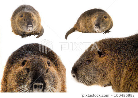 nutria  isolated on a white background 100486992
