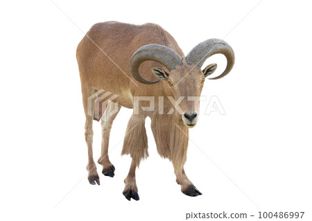 maned ram isolated on white background maned ram isolated on white background 100486997