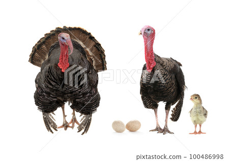 two turkeys with a small chicken isolated two turkeys with a small chicken isolated 100486998