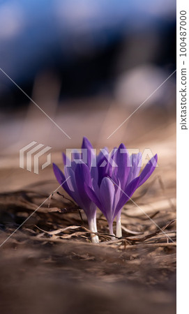 first spring flowers saffron on a blurred background first spring flowers saffron on a blurred background 100487000