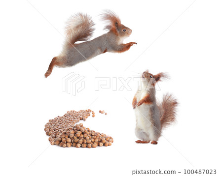 surprised squirrel looking at squirrel jump isolated on white background 100487023