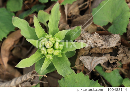 Fukinotou butterbur sprout, butterbur sprout edible wild plants 100488144
