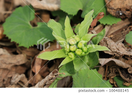 Fukinotou butterbur sprout, butterbur sprout edible wild plants 100488145
