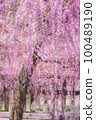 Yuki Shrine weeping plum 100489190