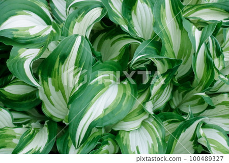 Light and shade of green (foliage plant) 100489327