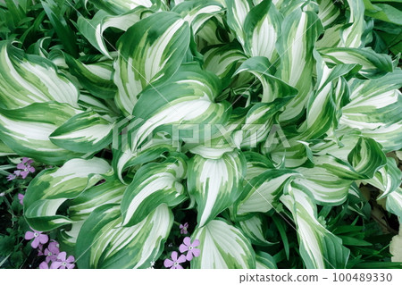 variegated foliage plant 100489330