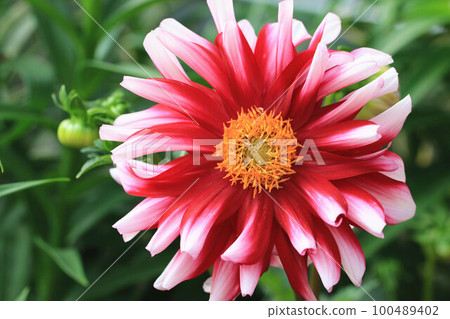解脫萬里香 大花 大菊 天竺牡丹 萬里菊 菊花 西洋牡丹 西洋牡丹 大梨花 100489402