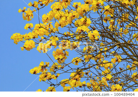 鈴木黃卡夫、鈴木黃金夫、鈴木巴賽夫、Iriju、巴賽郭卡 鈴木黃卡夫、鈴木黃金夫、鈴木巴賽夫、Iriju、巴賽郭卡 100489404