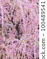 Yuki Shrine weeping plum 100489541