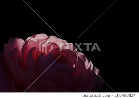 東京都町田市瀨裡谷公園 八重之椿 迷人的花 東京都町田市瀨裡谷公園 八重之椿 迷人的花 100489824