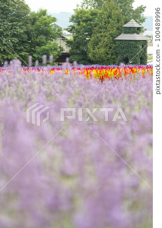 Scenery of Hokkaido Furano Farm Tomita Scenery of Hokkaido Furano Farm Tomita 100489996