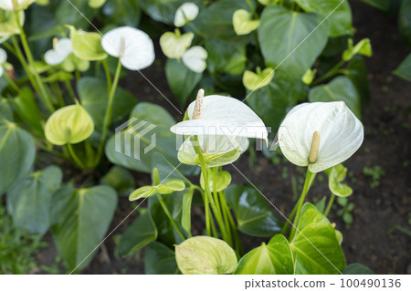 The Exotic White Anthurium Flowers Blooming in the garden. The Exotic White Anthurium Flowers Blooming in the garden. 100490136