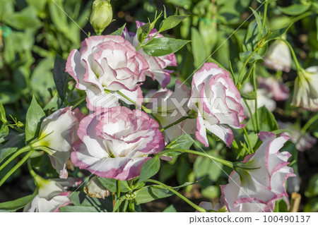 The Lisianthus flowers. The soft pink rose flowers are blooming in the soft morning sunlight 100490137