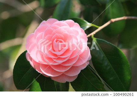Yaesaki Camellia, Camellia Flower, Chiesaki Camellia 100490261