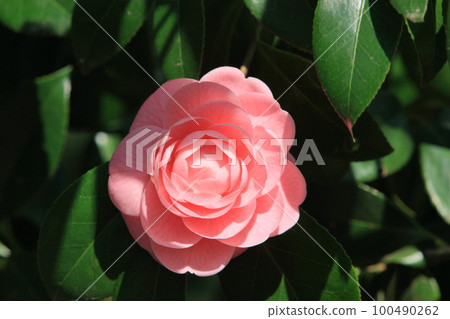 Yaesaki Camellia, Camellia Flower, Chiesaki Camellia 100490262