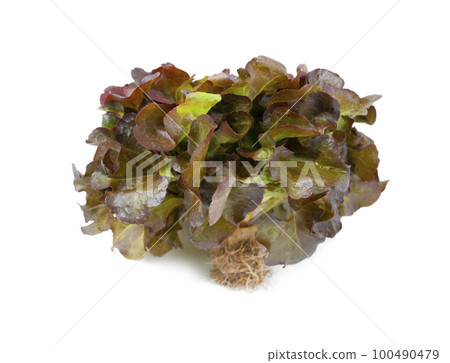 The Red oak leaf lettuce with roots isolated on white background. 100490479