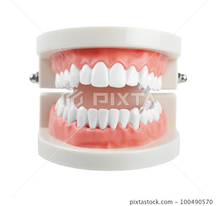 Close up the teeth model with red gum on white background, Save clipping path. Oral cavity care concept 100490570