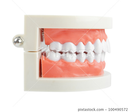 Close up the teeth model with red gum on white background, Save clipping path. Oral cavity care concept Close up the teeth model with red gum on white background, Save clipping path. Oral cavity care concept 100490572