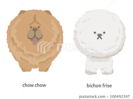 鬆獅犬和比熊犬面向前方 鬆獅犬和比熊犬面向前方 100492397