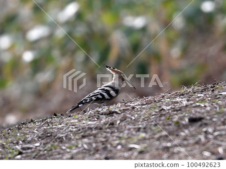 Young girls 100492623