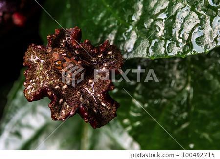 Hairy Chafer scarab on the leaves of Congo fig Hairy Chafer scarab on the leaves of Congo fig 100492715